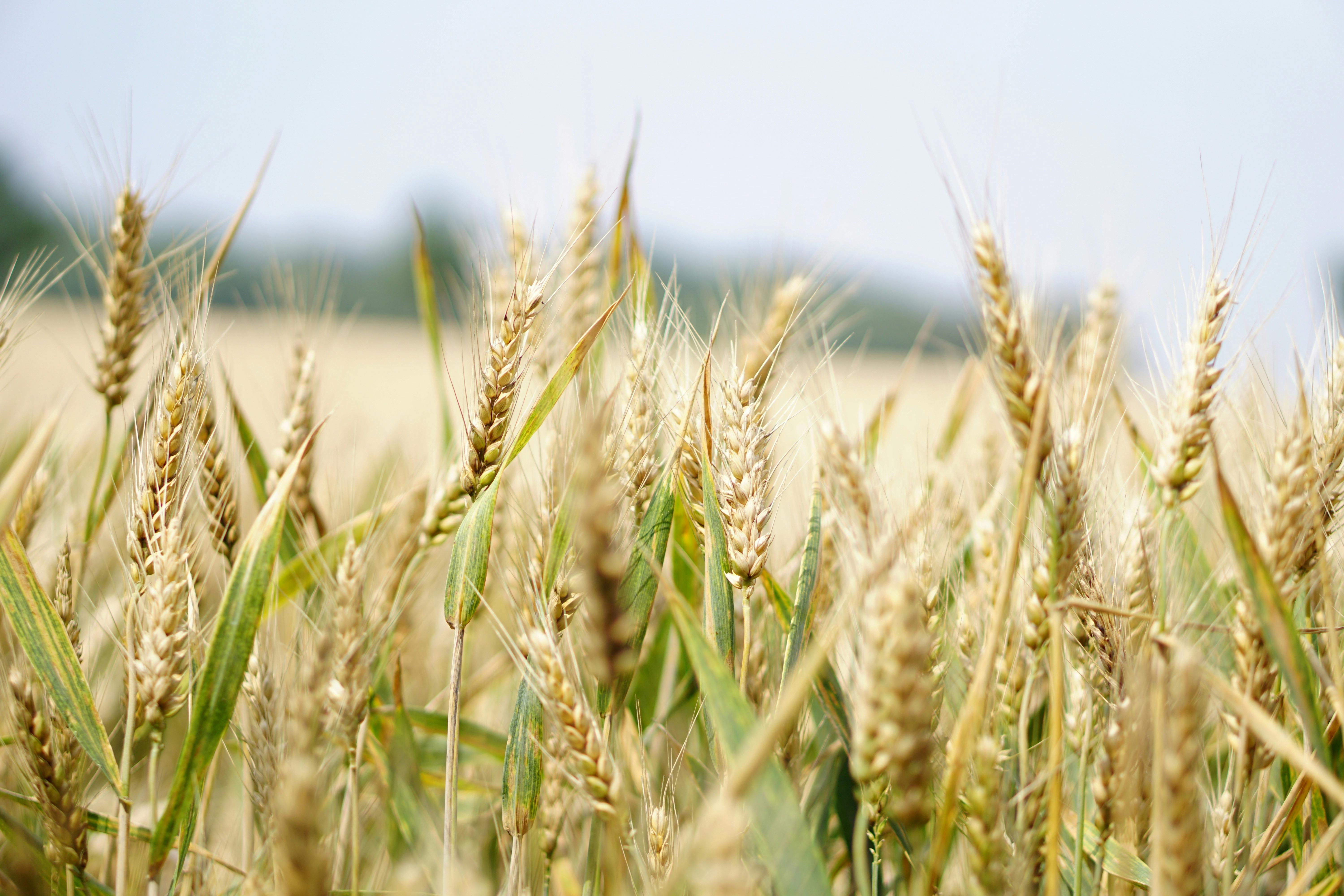 Smart Farming Meets Tradition